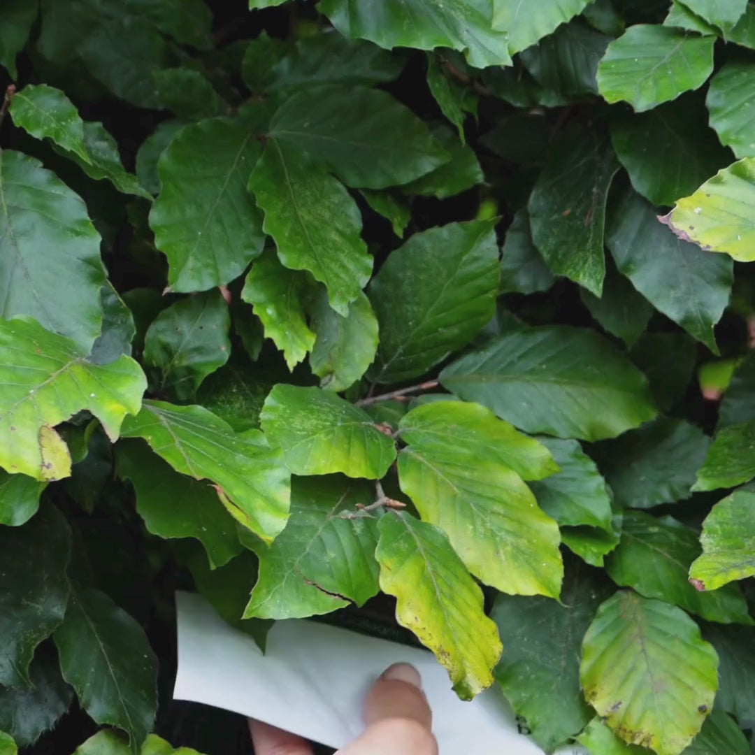 Video som visar en kvinna applicera vår rosa Collagen + Vitamin B12 Ansiktsmask.