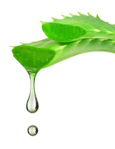 aloe-vera-gel-har-manga-goda-egenskaper