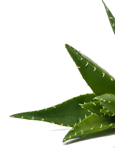 aloe-vera-planta
