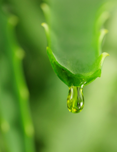 aloe-vera
