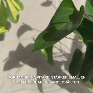 Närbild av en hand som klämmer ut en ärtstor mängd Whitening Tandkräm på en tandborste och borstar med mjuka, cirkulära rörelser: den fina pastan med hydrerad silica, alumina och mentol tar bort fläckar, stärker emaljen och ger frisk andedräkt 