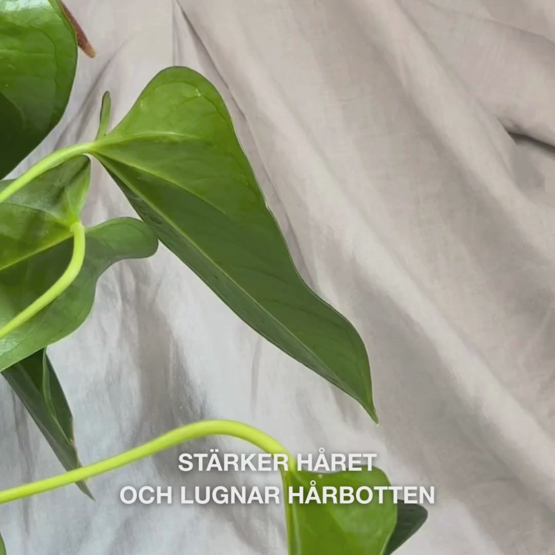Närbild av en hand som trycker på pumpen för att få ut en krämig, genomskinlig dos av Hemp Shampoo i handflatan och sedan masserar det i vått hår, vilket bildar ett mjukt, fuktgivande lödder som vårdar, återfuktar och lugnar hårbotten.