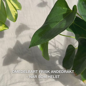 Närbild av en hand som lätt skakar den kompakta munsprejsflaskan och sprayar en fin, återfuktande dimma på tungan och tandköttet—den lätta, kylande dimman friskar omedelbart upp andedräkten, återfuktar torr mun, lugnar irritation och ger en mintfrisk känsla.